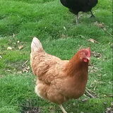 Foto van fabienne