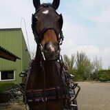 Foto van Hannah & Bink† en Beertje