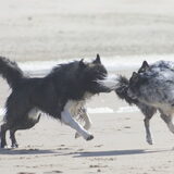 Foto van Angelique; Bruno, Charlie & Fenna