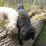 Foto van sylvia