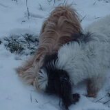 Foto van liesbeth,Turbo,Luna, Levi en Faith