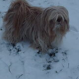 Foto van liesbeth,Turbo,Luna, Levi en Faith