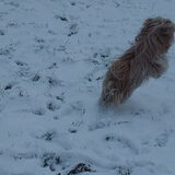 Foto van liesbeth,Turbo,Luna, Levi en Faith