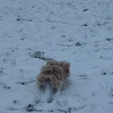 Foto van liesbeth,Turbo,Luna, Levi en Faith