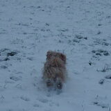 Foto van liesbeth,Turbo,Luna, Levi en Faith