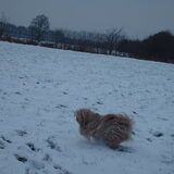 Foto van liesbeth,Turbo,Luna, Levi en Faith