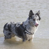 Foto van Angelique; Bruno, Charlie & Fenna
