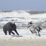 Foto van Angelique; Bruno, Charlie & Fenna