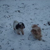 Foto van liesbeth,Turbo,Luna, Levi en Faith