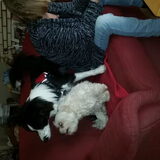 Foto van Lucia, Lizzy & Ziva