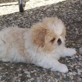 Foto van roxanne & balou