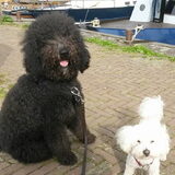 Foto van sylvia