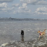 Foto van Ciska en Spanjaardje Moh (Bambi r.i.p.)