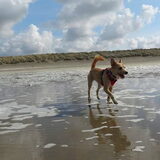 Foto van Ciska en Spanjaardje Moh (Bambi r.i.p.)