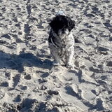 Strandwandeling Cadzand!
