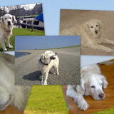 R.I.P Amber 1996-2009