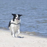 Foto van Angelique; Bruno, Charlie & Fenna