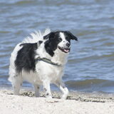 Foto van Angelique; Bruno, Charlie & Fenna