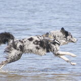 Foto van Angelique; Bruno, Charlie & Fenna