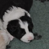 Foto van carla en Buddy