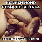 Foto van Fem & Joey
