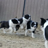 Foto van Shauni  *Sky~Jinx~Sansa~Hypno*