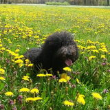 Foto van sylvia