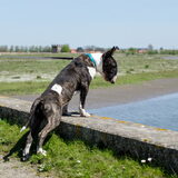 Foto van Hannah & Bink† en Beertje