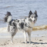 Foto van Angelique; Bruno, Charlie & Fenna
