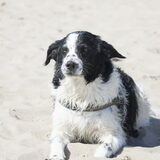 Foto van Angelique; Bruno, Charlie & Fenna