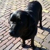 Foto van Jasmijn&.......... &Ginger (R.I.P)