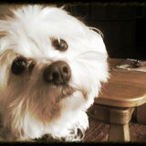 fotomodel