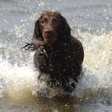 Joy is zoals je ziet stapel op water.
