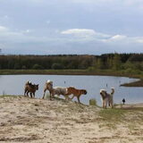 Foto van Jackie en Kiba:)