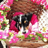 Foto van Kaatje en Hailey (Speedy† Tessa†)