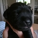 Foto van Jasmijn&.......... &Ginger (R.I.P)