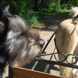 Foto van Ciska en Spanjaardje Moh (Bambi r.i.p.)