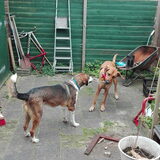 Foto van Anne-Wil (baasje van Juno)