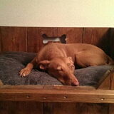 Foto van Team Podenco ( Luuk)