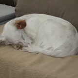 Foto van Team Podenco ( Luuk)