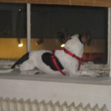 Foto van gina-diesel