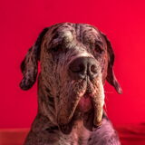 Foto van Pooh en Teigetje