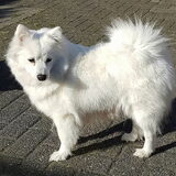 Foto van Snowflake
