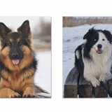 Onze 2 kanjers. Britt is een Oudduitse herdershond, links op de foto…