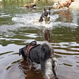 Foto van Ciska en Spanjaardje Moh (Bambi r.i.p.)