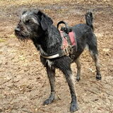 Foto van Ciska en Spanjaardje Moh (Bambi r.i.p.)