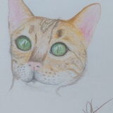 Tekening van een Bengaalse kat met kleurpotlood. Voor de tekening heb…