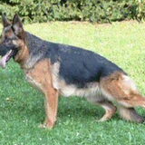 NED.en INT. kampioen en winster 2009 LADY v/d OSSENSTAL UV-VZH-SCH 3…