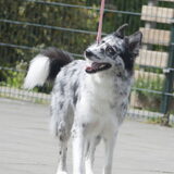 Foto van Angelique; Bruno, Charlie & Fenna