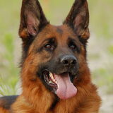een van de vele honden die ik gefokt heb